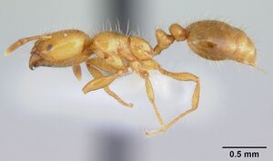 Solenopsis wasmannii casent0178150 profile 1.jpg