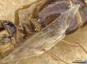 Tetramorium ferox casent0904804 p 2 high.jpg