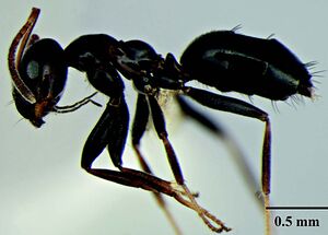 Wachkoo, A.A., Bharti, H. et al. 2021. Taxonomic review of the ant genus Lepisiota from India (10.20363@BZB-2021.70.2.227), Fig. 32.jpg