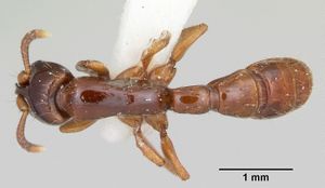 Acanthostichus texanus casent0105578 dorsal 1.jpg