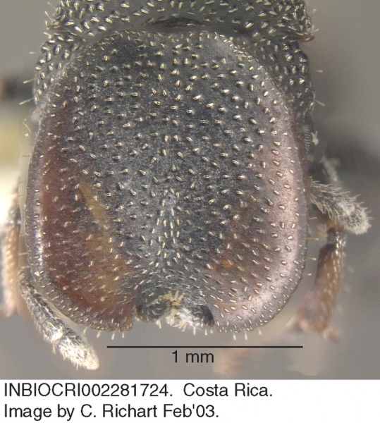 File:Cephalotes curvistriatus H inbiocri002281724.jpg