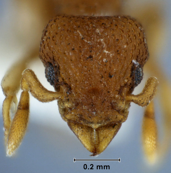 File:Colobostruma biconcava holotype ANIC32-003930 head.jpg