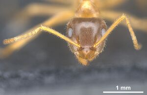 Lasius persicus Holotype worker antweb1041449 h.jpg