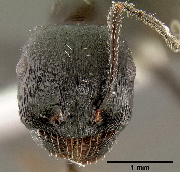 File:Messor denticornis casent0106118 h 1 high.jpg