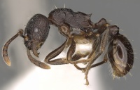 Myrmica williamsi P casent0900335.jpg