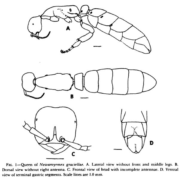 File:Neivamyrmex graciellae queen.jpg