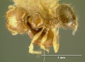 Pheidole-maculifronsD6.3.jpg