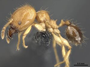 Pheidole melanogaster casent0284019 p 1 high.jpg