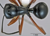 Polyrhachis acuminata holotype top.jpg