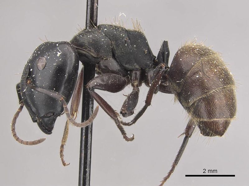 File:Camponotus chrysurus acutisquamis casent0910458 p 1 high.jpg