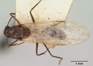 Camponotus hova boivini casent0101607 dorsal 1.jpg