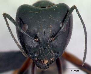 Camponotus manabo casent0496382 h.jpg