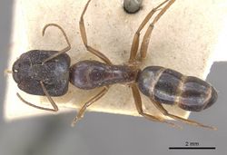 Camponotus ostiarius casent0910558 d 1 high.jpg