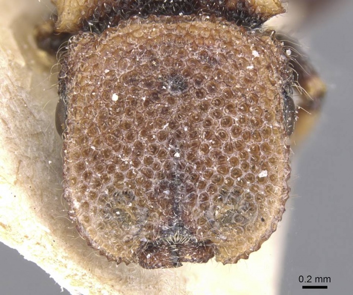 File:Cephalotes liogaster casent0912604 h 1 high.jpg