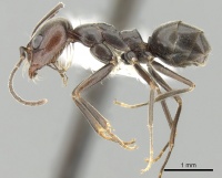 Dorymyrmex richteri casent0249680 p 1 high.jpg