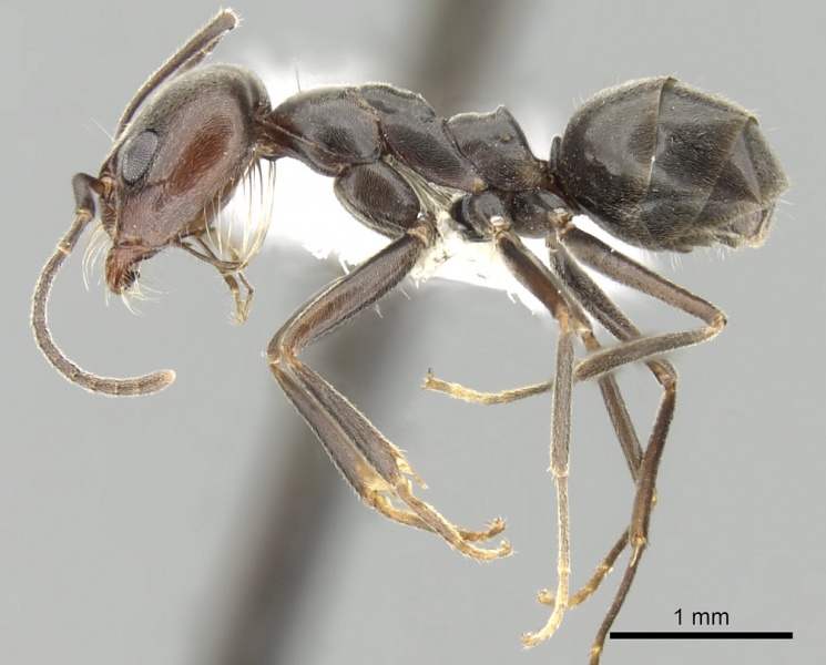 File:Dorymyrmex richteri casent0249680 p 1 high.jpg