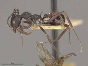 MCZ-ENT00510583 Aphaenogaster relicta hal.jpg