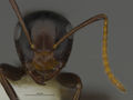 MCZ-ENT00526318 Camponotus sp19 hef.jpg