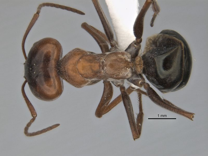 File:Melophorus curtus major top ANIC32-900019.jpg