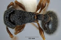 Myrmecina australis ANIC32-047302 top.jpg