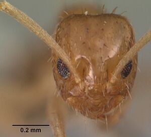 Paratrechina vividula casent0102539 head 1.jpg