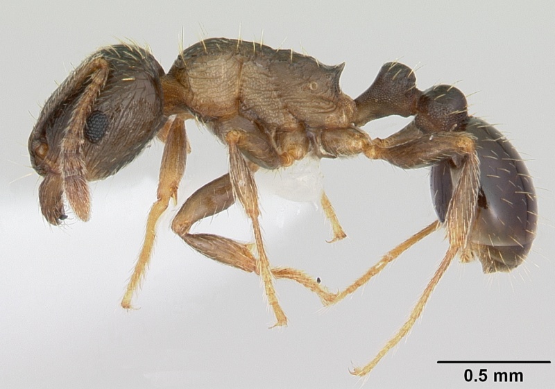 File:Tetramorium tsushimae casent0103102 profile 1.jpg