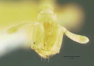 Acropyga pallida hef.jpg