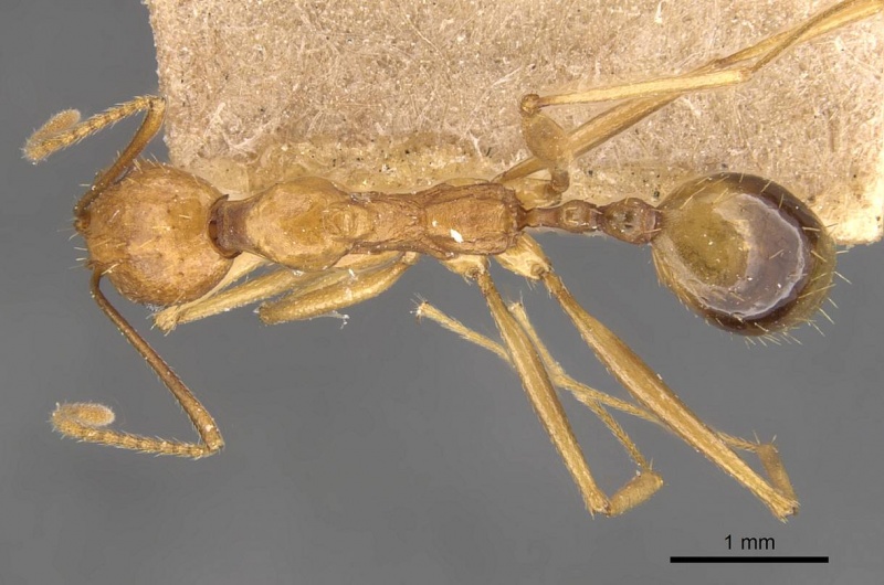 File:Aphaenogaster kervillei casent0907687 d 1 high.jpg