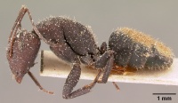 Camponotus ellioti relucens casent0101196 profile 1.jpg