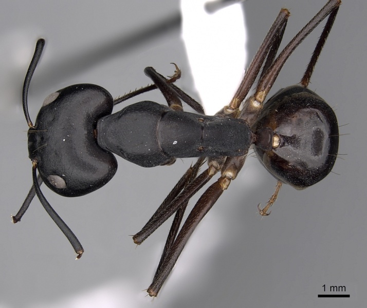 File:Camponotus empedocles casent0280286 d 1 high.jpg