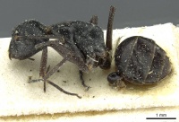 Camponotus florius casent0911652 p 1 high.jpg