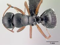 Camponotus matsilo casent0121843 d 1 high.jpg
