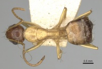 Camponotus oertzeni casent0249625 d 1 high.jpg