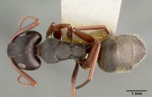 Camponotus planus castype00455-03 dorsal 1.jpg