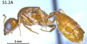 Crematogaster linsenmairi F1.2A.jpg