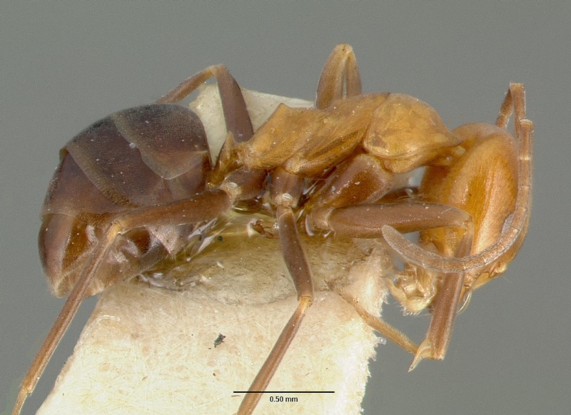 File:Dorymyrmex pyramicus castype00448-01 p 1 high.jpg