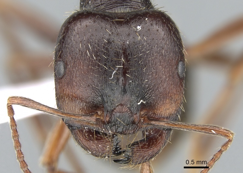 File:Messor orientalis casent0281208 h 1 high.jpg