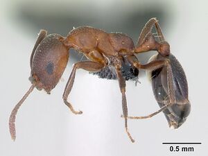 Monomorium subopacum casent0068113 profile 1.jpg