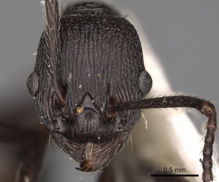 File:Myrmica boltoni H casent0900301.jpg