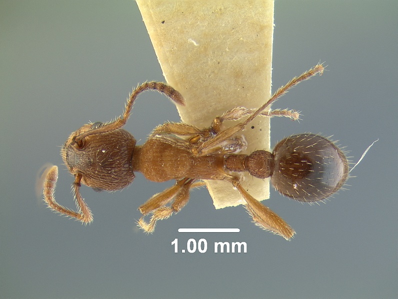 File:Myrmica sabuleti-var.-americana 20569 20569 had.jpg