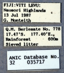 Nylanderia vitiensis ANIC32-035717 labels-Antwiki.jpg