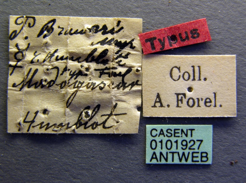 File:Paratrechina humbloti casent0101927 label 1.jpg