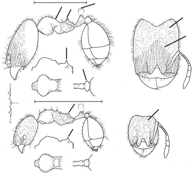 File:Pheidole beloceps Wilson 2003.jpg