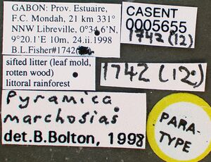 Pyramica marchosias casent0005655 label 1.jpg