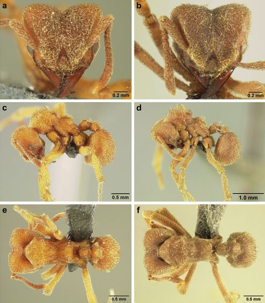 File:Sericomyrmex saussurei F56.jpg