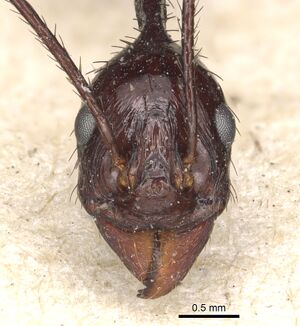 Aphaenogaster dromedaria casent0904191 h 1 high.jpg