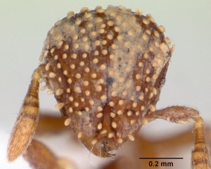 Calyptomyrmex kaurus casent0417157 head 1.jpg