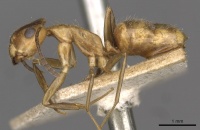 Camponotus arhuacus casent0910668 p 1 high.jpg