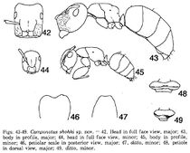 Colobopsis shohki F42-49.jpg