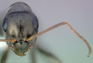 Formica fusca casent0005364 head 1.jpg